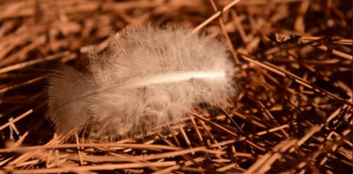 Полиэфирное волокно одеяло плюсы и минусы. Какое одеяло лучше выбрать — 13 наполнителей и 5 критериев