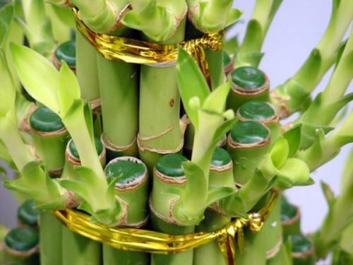 Бамбук не растет. Счастливый комнатный бамбук: 2 способа выращивания и закручивания