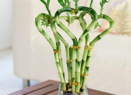 Бамбук не растет. Счастливый комнатный бамбук: 2 способа выращивания и закручивания