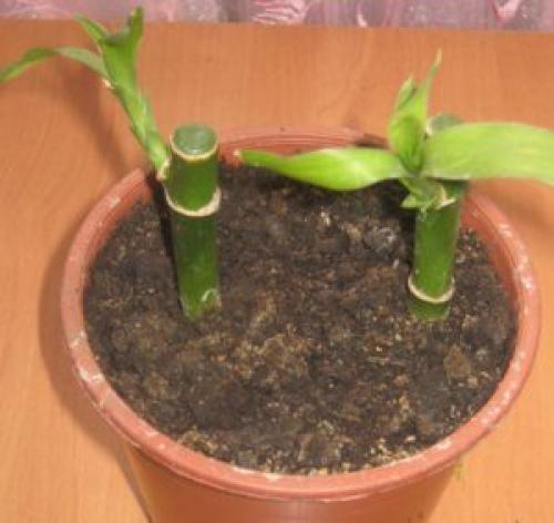 Бамбук не растет. Счастливый комнатный бамбук: 2 способа выращивания и закручивания