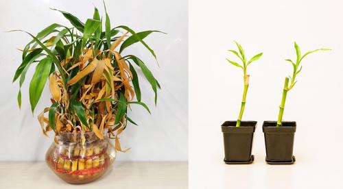 Когда бамбук вовсе не пустой. Бамбук счастья, или Лаки бамбук - лучший подарок на Новый год 03 Когда бамбук вовсе не пустой. Бамбук счастья, или Лаки бамбук - лучший подарок на Новый год 03