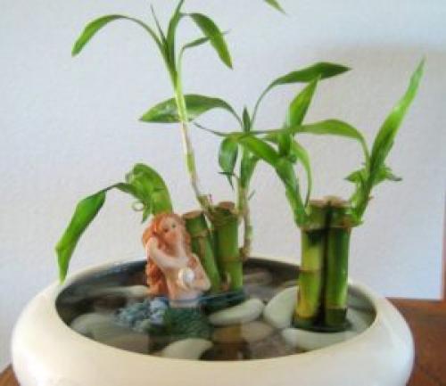 Бамбук не растет. Счастливый комнатный бамбук: 2 способа выращивания и закручивания
