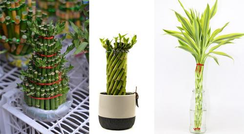 Когда бамбук вовсе не пустой. Бамбук счастья, или Лаки бамбук - лучший подарок на Новый год 02 Когда бамбук вовсе не пустой. Бамбук счастья, или Лаки бамбук - лучший подарок на Новый год 02