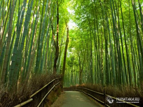Когда бамбук вовсе не пустой. Бамбук счастья, или Лаки бамбук - лучший подарок на Новый год 10 Когда бамбук вовсе не пустой. Бамбук счастья, или Лаки бамбук - лучший подарок на Новый год 10