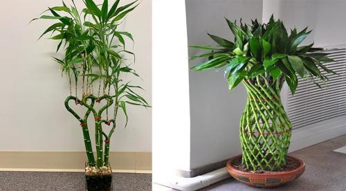 Когда бамбук вовсе не пустой. Бамбук счастья, или Лаки бамбук - лучший подарок на Новый год 01 Когда бамбук вовсе не пустой. Бамбук счастья, или Лаки бамбук - лучший подарок на Новый год 01