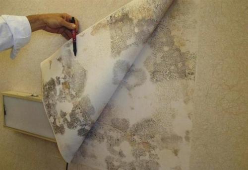 Чем покрыть стены под поклейку обоев. Этапы подготовки 02