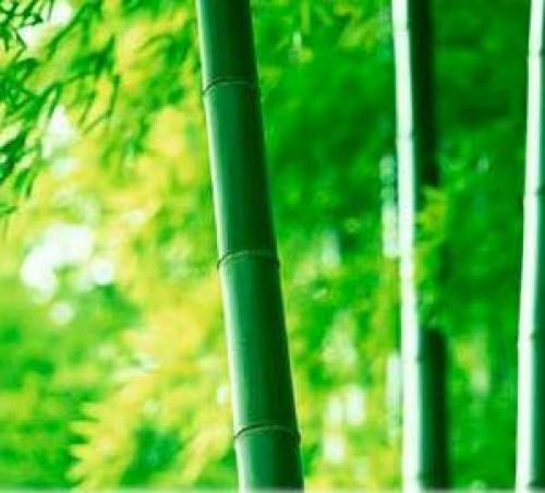 Что такое бамбуковое волокно. Производство