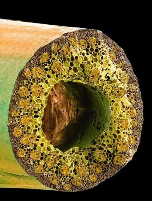 Интересные факты о волокно бамбука, что это. Экологически чистый текстильный материал XXI века. Бамбук