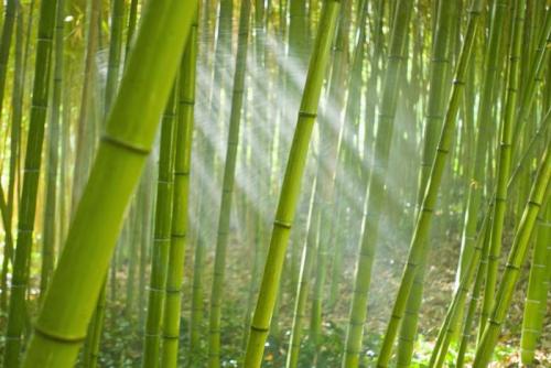 Интересные факты о волокно бамбука, что это. Экологически чистый текстильный материал XXI века. Бамбук
