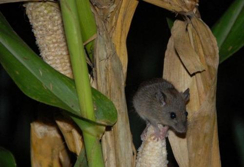 Интересные факты о волокно бамбука, что это. Экологически чистый текстильный материал XXI века. Бамбук 06