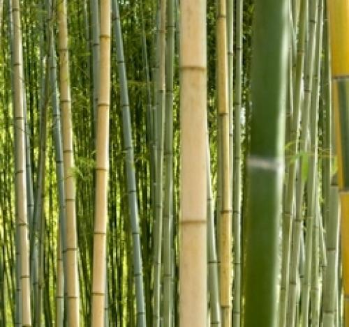 Бамбук в интерьере 2022. декоративные стволы бамбука