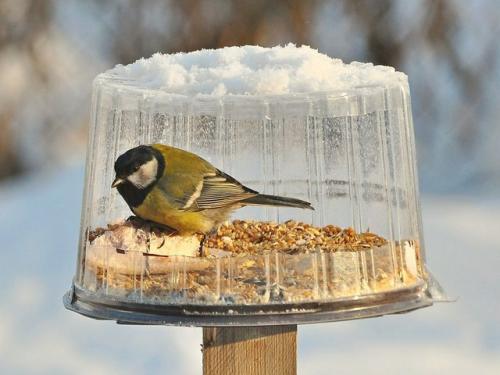 Кормушка для птиц из палочек для суши. Кормушка для птиц, сделанная своими руками из подручных материалов