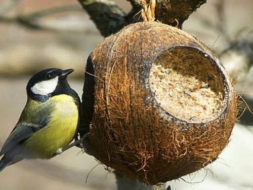 Кормушка для птиц из палочек для суши. Кормушка для птиц, сделанная своими руками из подручных материалов