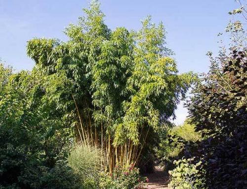 Выращивание бамбука в воде в домашних условиях. Принципы ухода 06 Выращивание бамбука в воде в домашних условиях. Принципы ухода 06