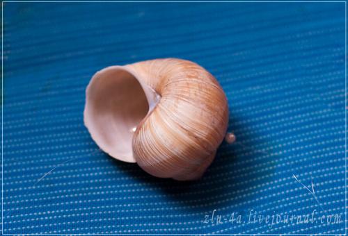 Музыка ветра своими руками из ракушек. 05