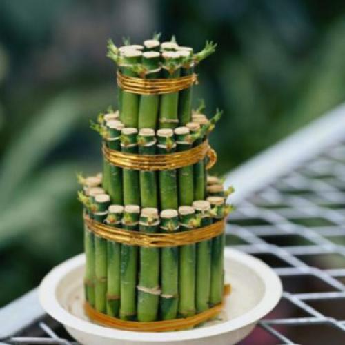 Как согнуть бамбук. Формирование драцены Сандера