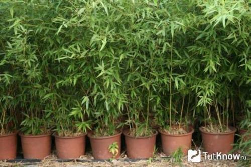 Мебель и поделки из бамбука. Как вырастить бамбук? 02 Мебель и поделки из бамбука. Как вырастить бамбук? 02