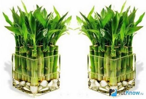 Мебель и поделки из бамбука. Как вырастить бамбук? 01 Мебель и поделки из бамбука. Как вырастить бамбук? 01
