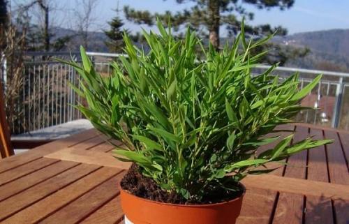 Как размножить бамбук. Размножение бамбука счастья черенками нескольких типов