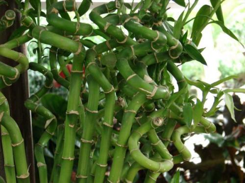 Как формировать бамбук. История растения и его ботаническое описание