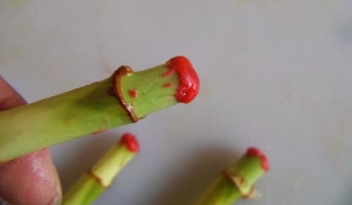 Как размножить бамбук. Размножение бамбука счастья черенками нескольких типов