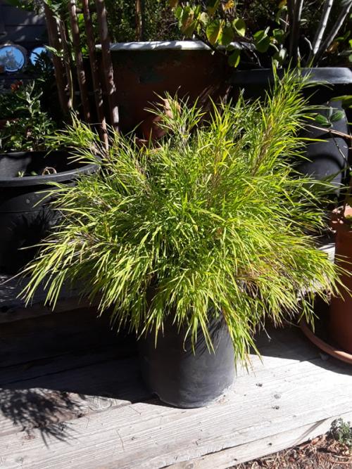 Бамбук комнатное растение, как закрутить. Комнатный бамбук: уход и размножение 12