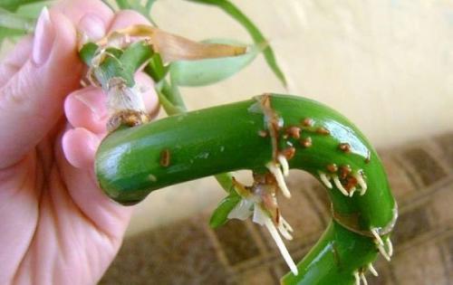 Как размножить бамбук. Размножение бамбука счастья черенками нескольких типов