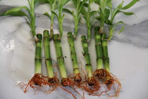 Как размножить бамбук. Размножение бамбука счастья черенками нескольких типов