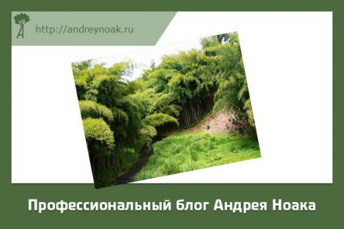 Что можно сделать из бамбука. Что делают из бамбука