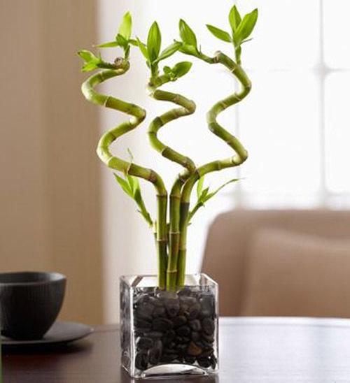 Перегородка из стволов бамбука. Стволы бамбука в интерьере 01 Перегородка из стволов бамбука. Стволы бамбука в интерьере 01