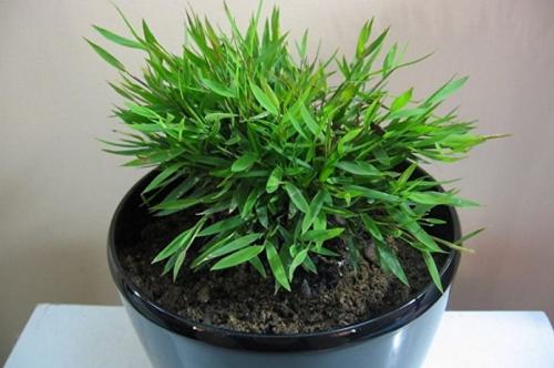 Перегородка из стволов бамбука. Стволы бамбука в интерьере 06 Перегородка из стволов бамбука. Стволы бамбука в интерьере 06