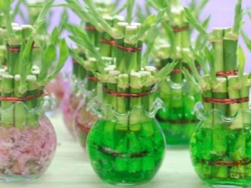 Перегородка из стволов бамбука. Стволы бамбука в интерьере 17 Перегородка из стволов бамбука. Стволы бамбука в интерьере 17