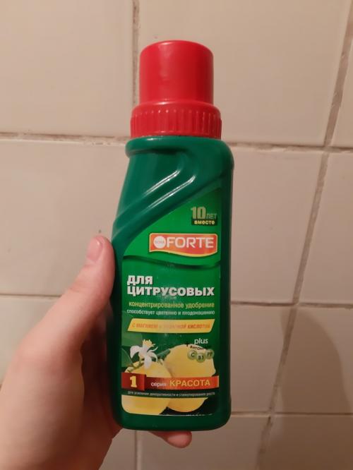 Бамбук дома. Домашний бамбук