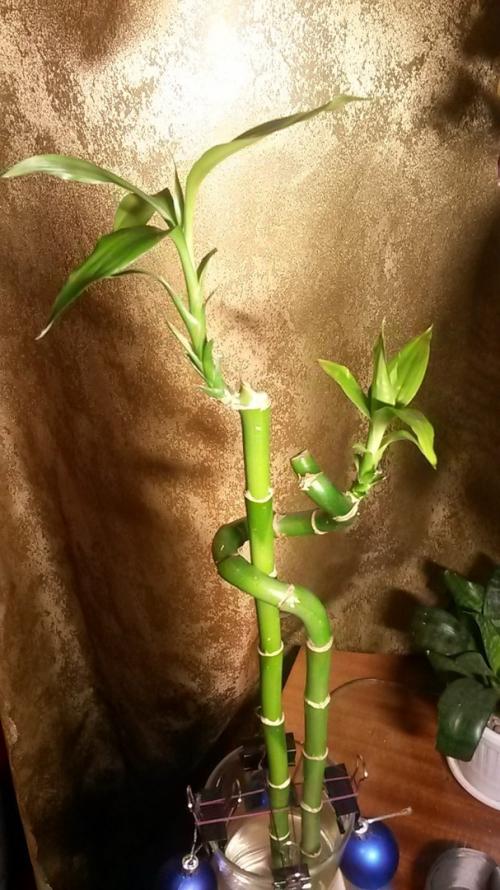 Бамбук дома. Домашний бамбук