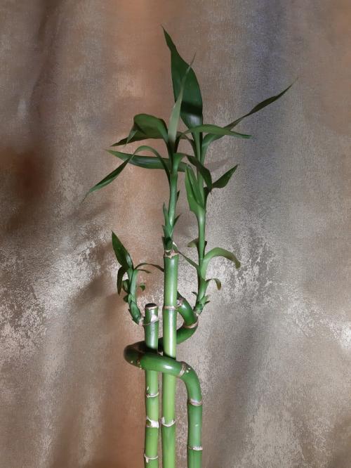 Бамбук дома. Домашний бамбук