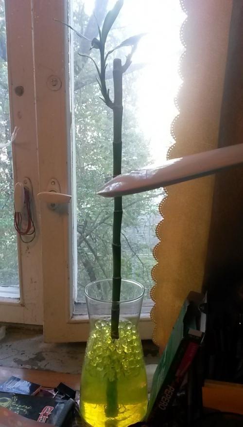 Бамбук дома. Домашний бамбук