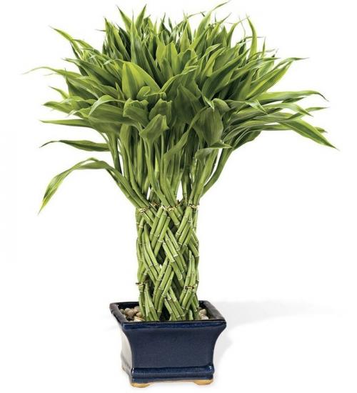 Бамбук дома. Домашний бамбук