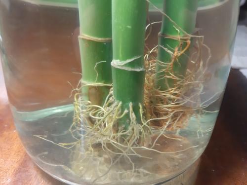Бамбук дома. Домашний бамбук