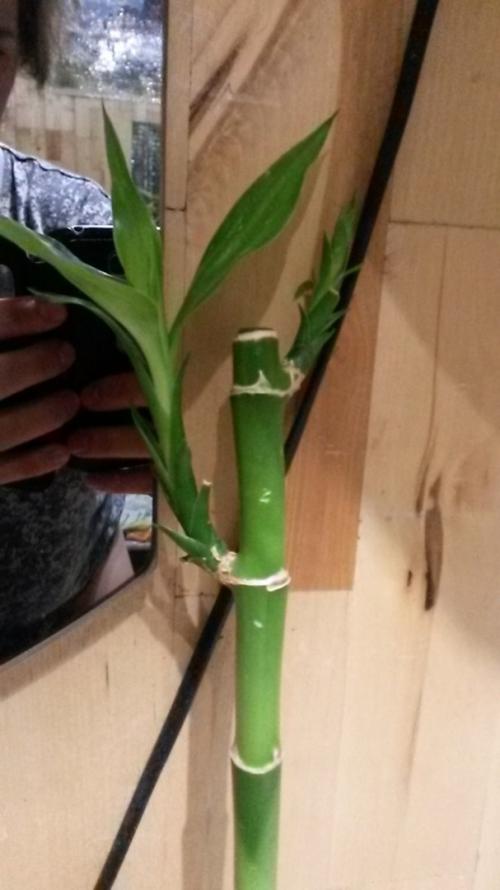 Бамбук дома. Домашний бамбук