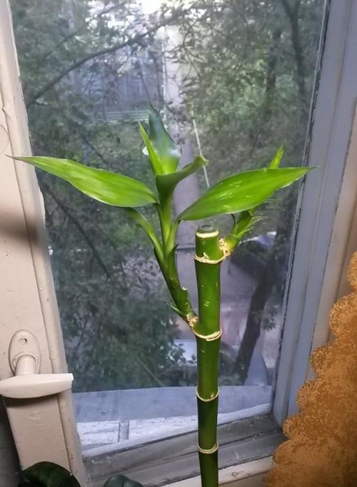 Бамбук дома. Домашний бамбук