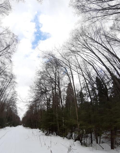 Бамбук дома. Домашний бамбук