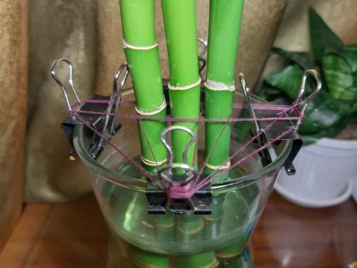 Бамбук дома. Домашний бамбук